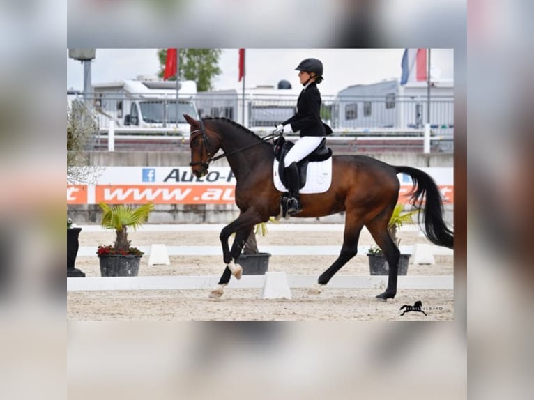 Westphalien Hongre 17 Ans 170 cm Bai in Aschau im Zillertal