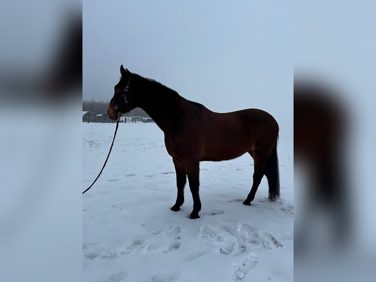 Westphalien Croisé Hongre 17 Ans 180 cm Bai in Könnern