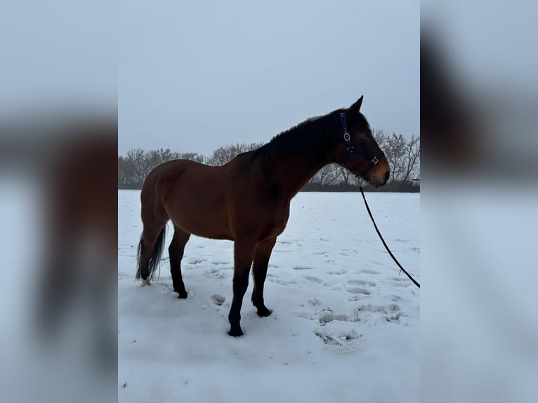 Westphalien Croisé Hongre 17 Ans 180 cm Bai in Könnern