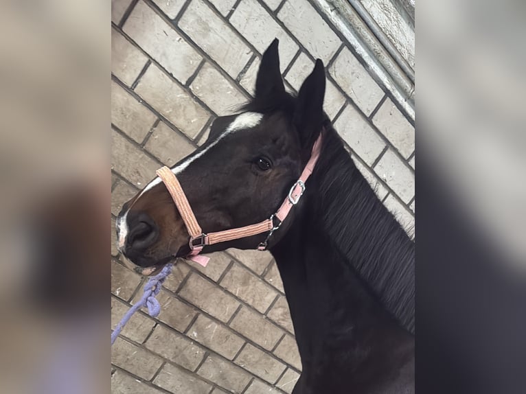 Westphalien Hongre 18 Ans 168 cm Bai brun in RecklinghausenRecklinghausen