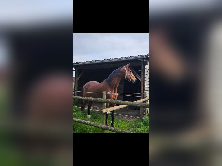 Westphalien Hongre 18 Ans 169 cm Bai in Minden