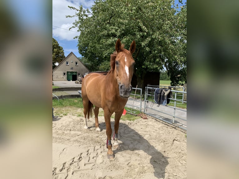 Westphalien Hongre 18 Ans 178 cm Alezan in Tecklenburg