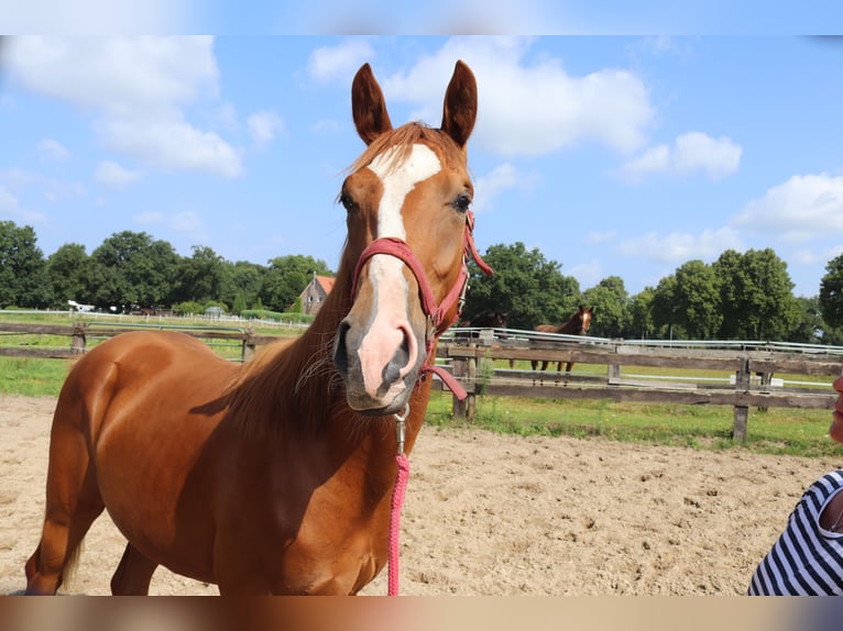 Westphalien Hongre 1 Année 156 cm Alezan in Emsdetten