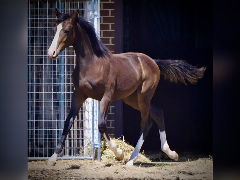 Westphalien Hongre 1 Année 168 cm Bai brun in Cashion