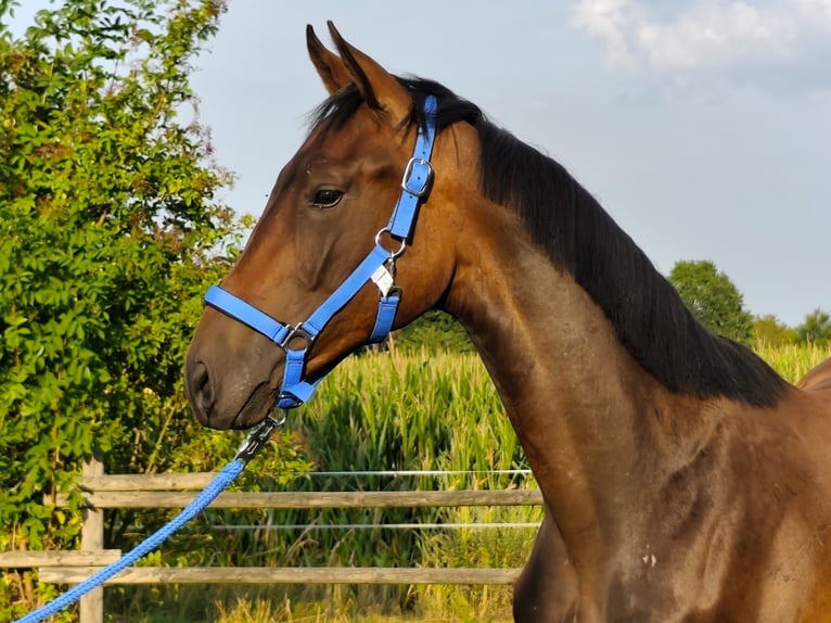 Westphalien Hongre 1 Année 168 cm Bai in Horstmar