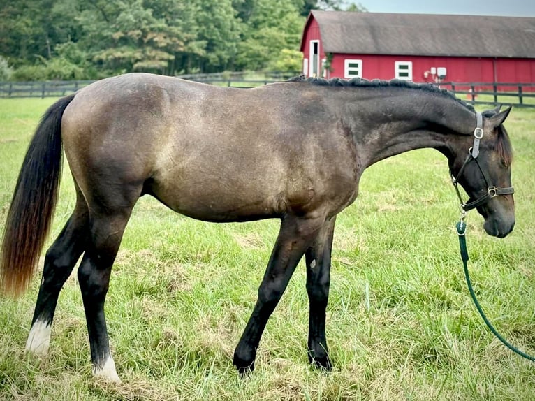 Westphalien Hongre 1 Année 168 cm Gris in Leesburg
