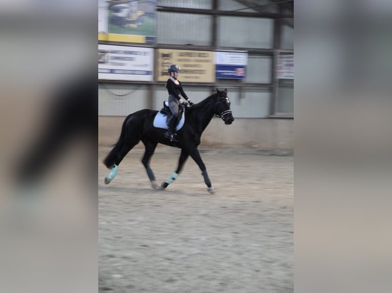 Westphalien Hongre 20 Ans 176 cm Noir in Husum
