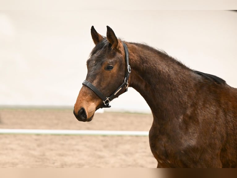 Westphalien Hongre 2 Ans 156 cm Bai in Saerbeck