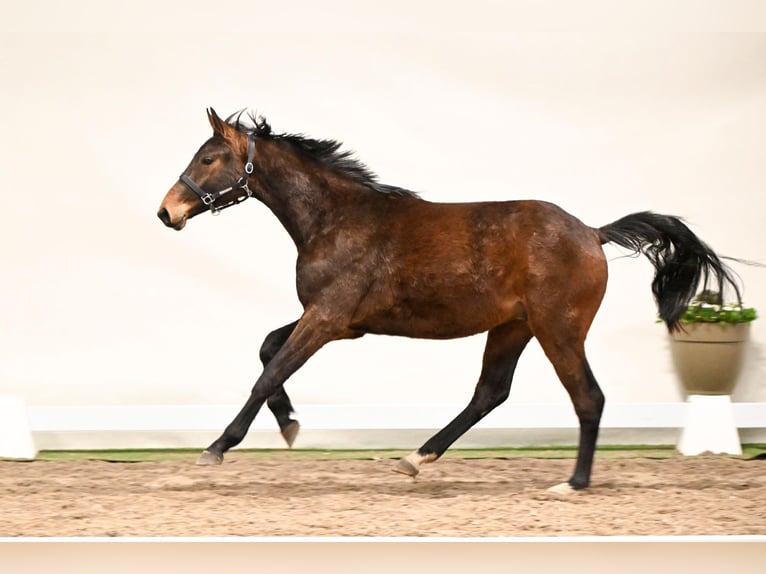 Westphalien Hongre 2 Ans 156 cm Bai in Saerbeck