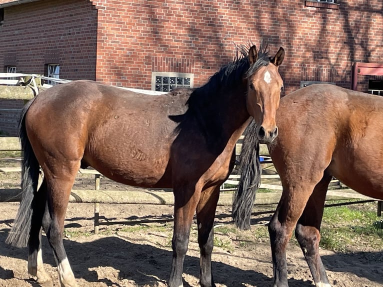 Westphalien Hongre 2 Ans 163 cm Bai in Heiden
