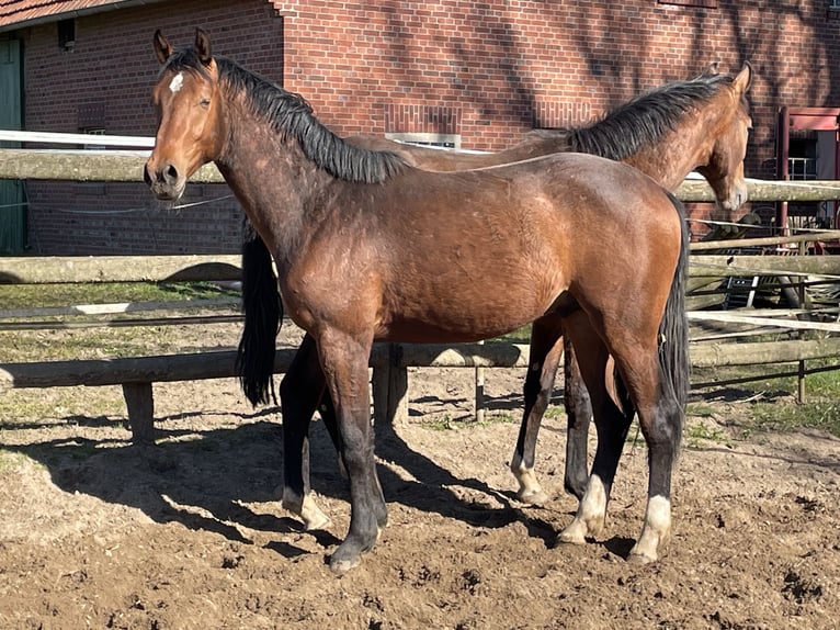 Westphalien Hongre 2 Ans 163 cm Bai in Heiden