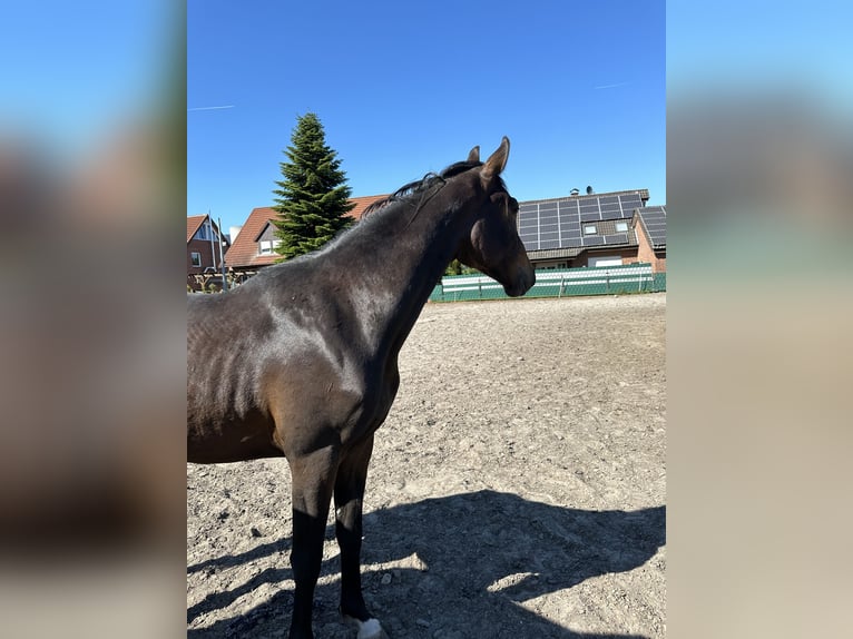 Westphalien Hongre 2 Ans 164 cm Bai brun in Welver