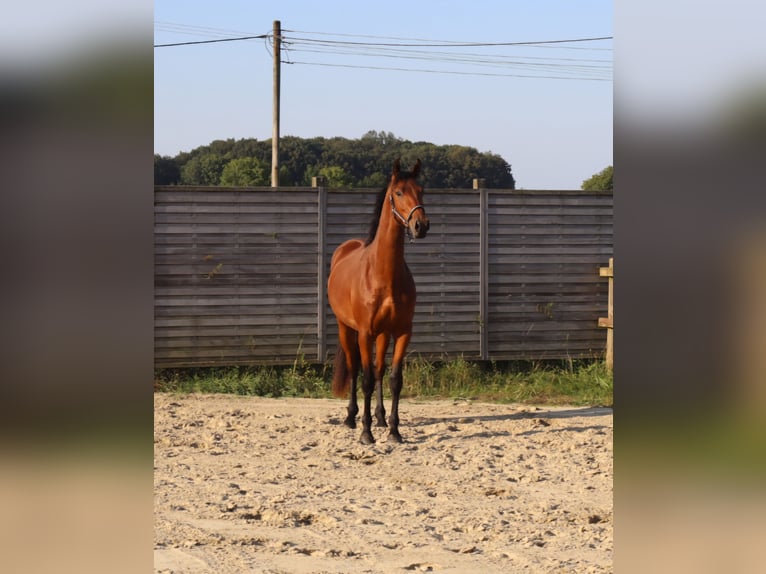 Westphalien Hongre 2 Ans 166 cm Bai in Ascheberg