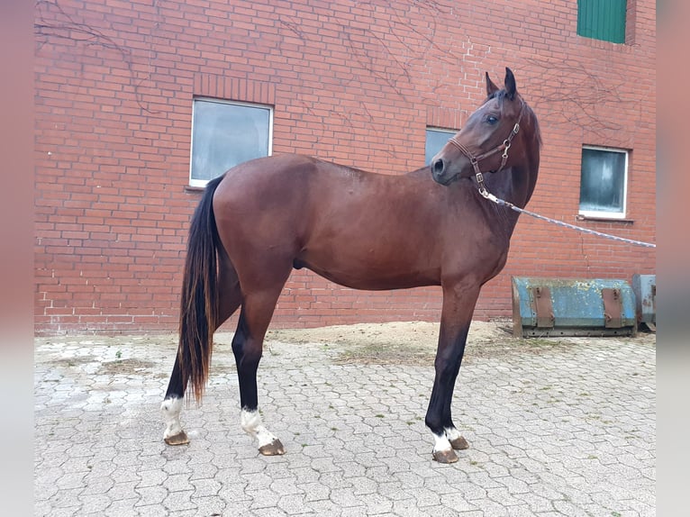 Westphalien Hongre 2 Ans 166 cm Bai in Hille