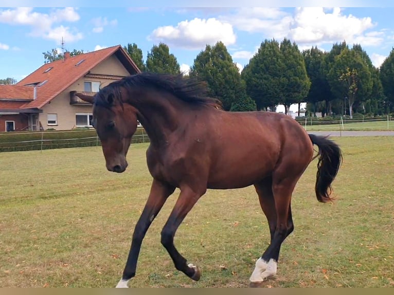 Westphalien Hongre 2 Ans 166 cm Bai in Hille
