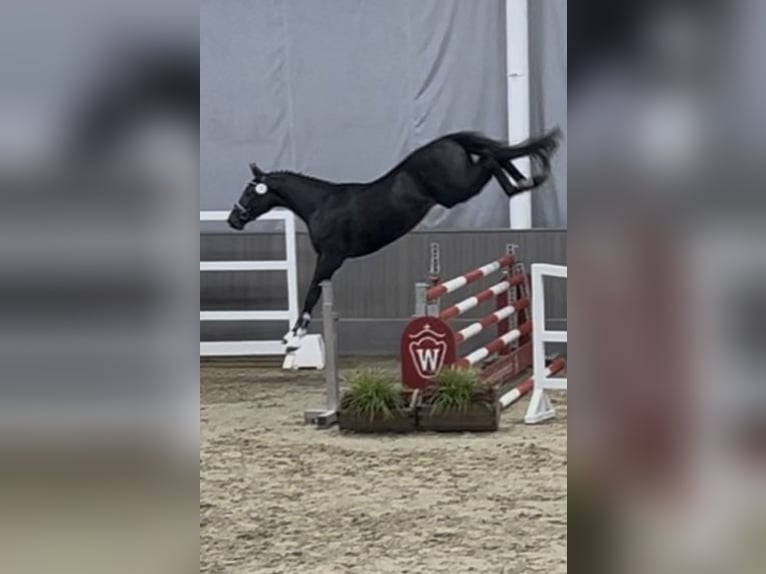 Westphalien Hongre 2 Ans 167 cm Bai brun foncé in M&#xFC;nster