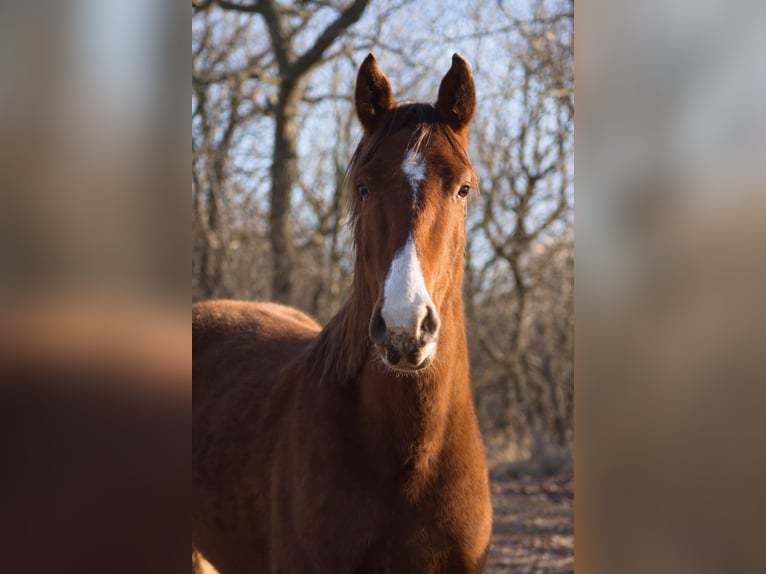 Westphalien Hongre 2 Ans 168 cm Alezan in Freiberg