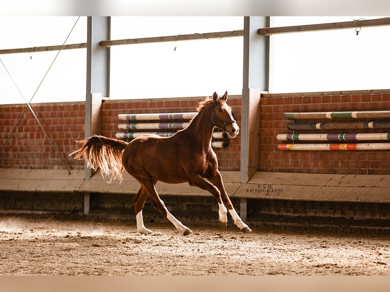 Westphalien Hongre 2 Ans 170 cm Alezan in Marl