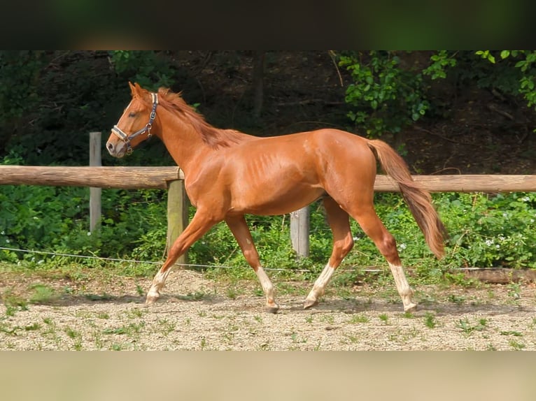 Westphalien Hongre 2 Ans 174 cm Alezan in Pfaffenhofen an der Ilm