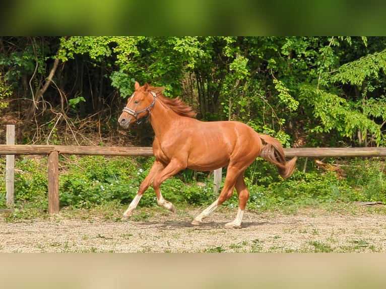 Westphalien Hongre 2 Ans 174 cm Alezan in Pfaffenhofen an der Ilm