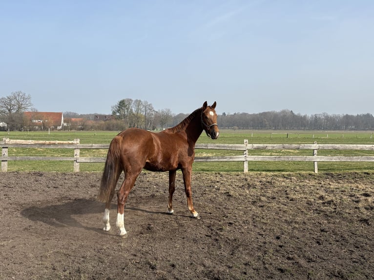 Westphalien Hongre 2 Ans Alezan brûlé in Ostercappeln