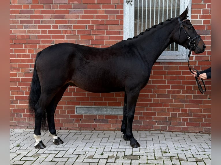 Westphalien Hongre 3 Ans 154 cm Bai brun foncé in Münster