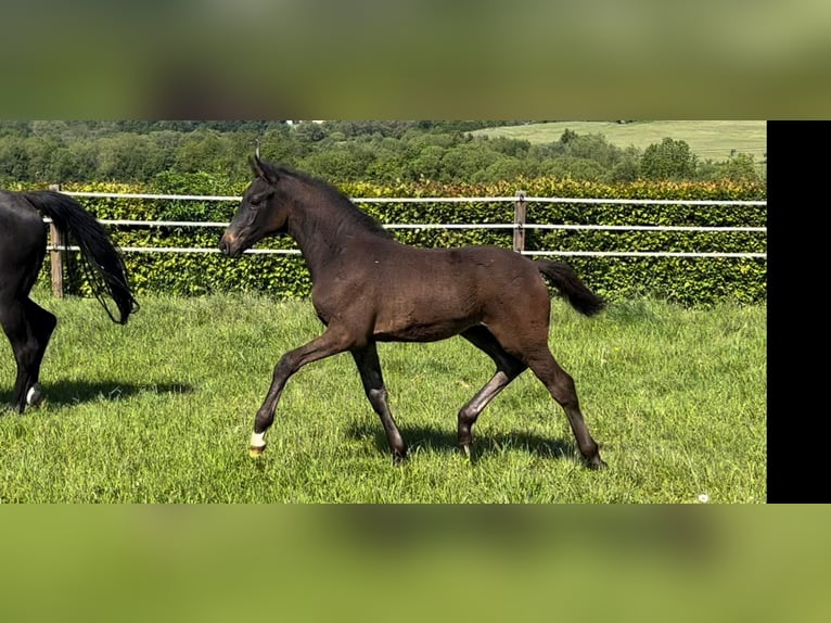Westphalien Hongre 3 Ans 160 cm Bai brun foncé in Elsoff