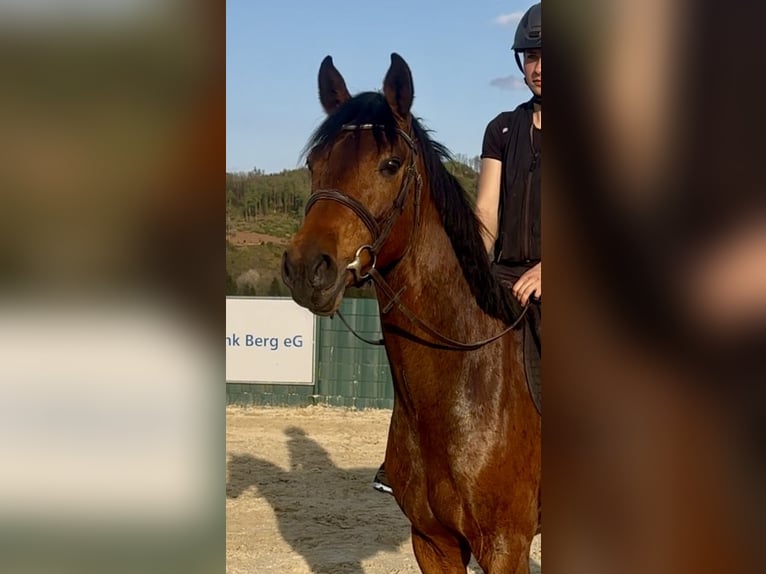 Westphalien Hongre 3 Ans 160 cm Bai in Lindlar