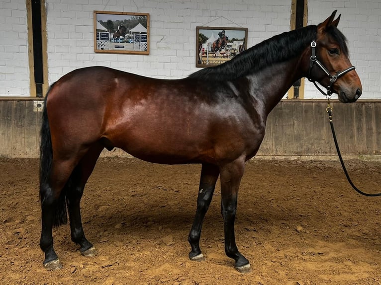 Westphalien Hongre 3 Ans 162 cm Bai in Viersen