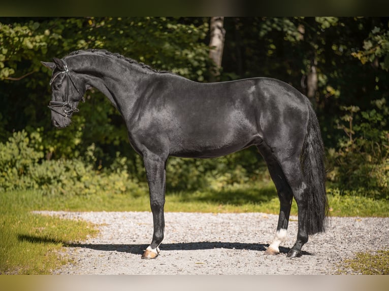 Westphalien Hongre 3 Ans 163 cm Bai brun foncé in Wehringen
