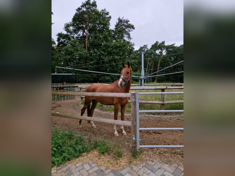 Westphalien Hongre 3 Ans 164 cm Alezan in Ostbevern