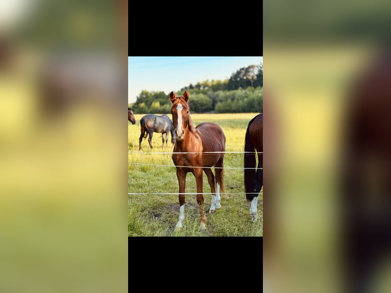 Westphalien Hongre 3 Ans 164 cm Alezan in Herzebrock-Clarholz