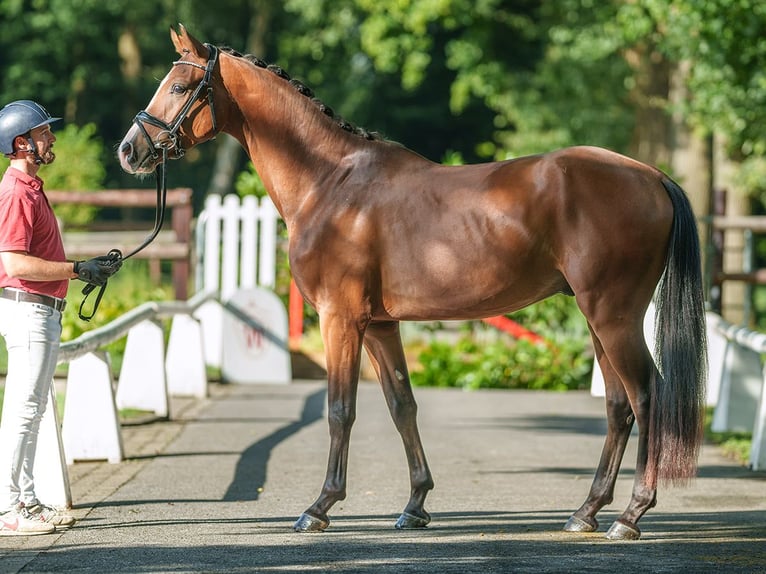 Westphalien Hongre 3 Ans 164 cm Bai in Münster