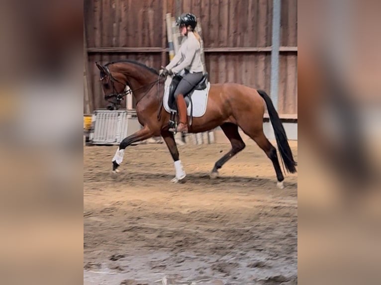 Westphalien Hongre 3 Ans 164 cm Bai in Wesel