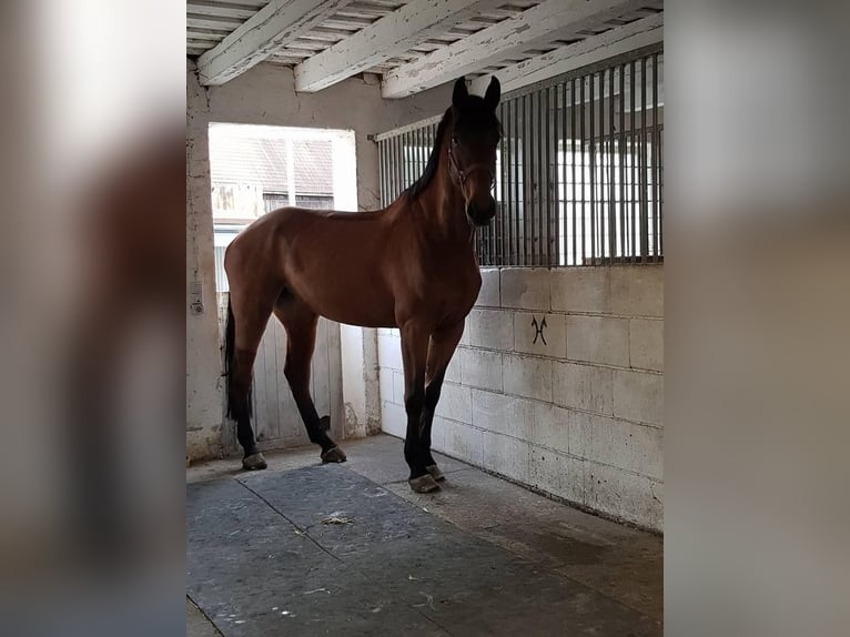 Westphalien Hongre 3 Ans 164 cm Peut devenir gris in Neustadt am Rübenberge