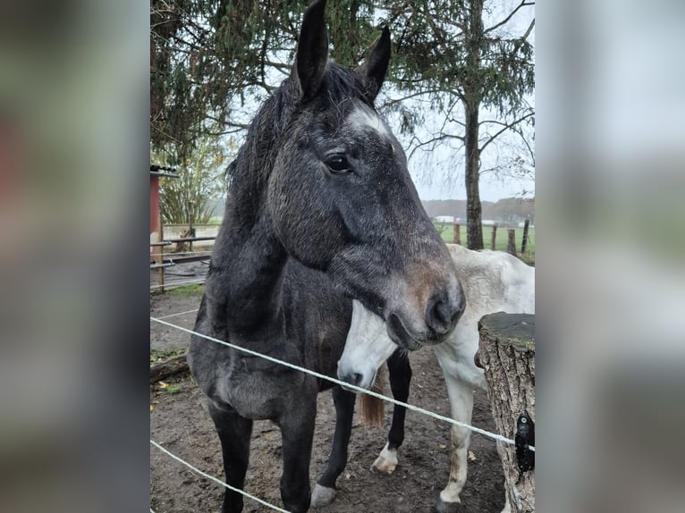 Westphalien Hongre 3 Ans 164 cm Peut devenir gris in Neustadt am Rübenberge
