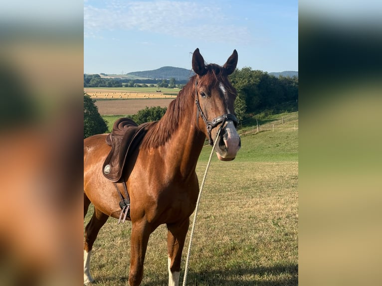 Westphalien Hongre 3 Ans 165 cm Alezan in Trendelburg