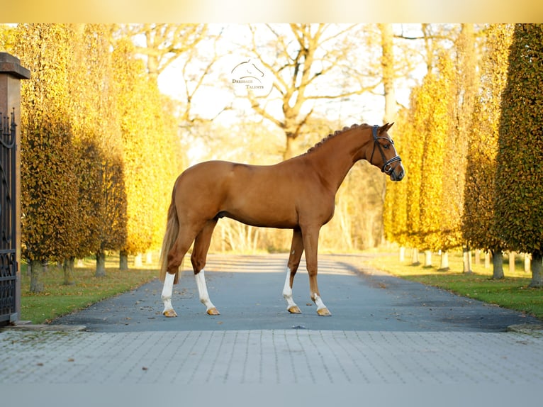 Westphalien Hongre 3 Ans 165 cm Alezan in Steinfurt