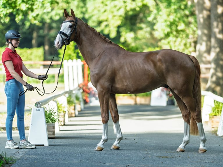 Westphalien Hongre 3 Ans 165 cm Alezan in M&#xFC;nster-Handorf