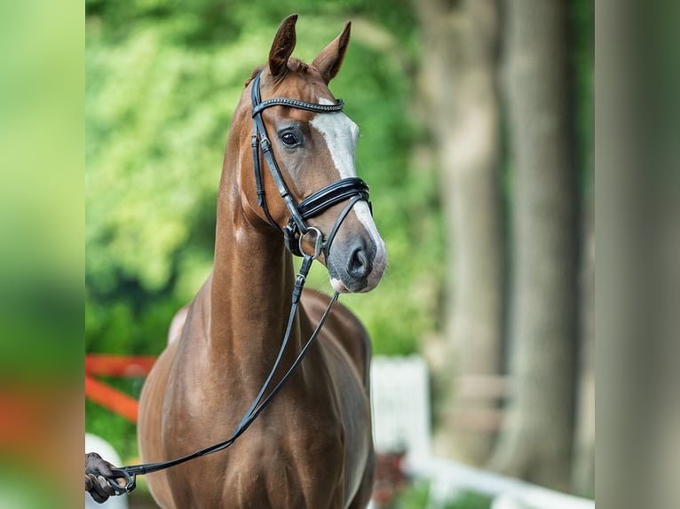 Westphalien Hongre 3 Ans 165 cm Alezan in M&#xFC;nster-Handorf