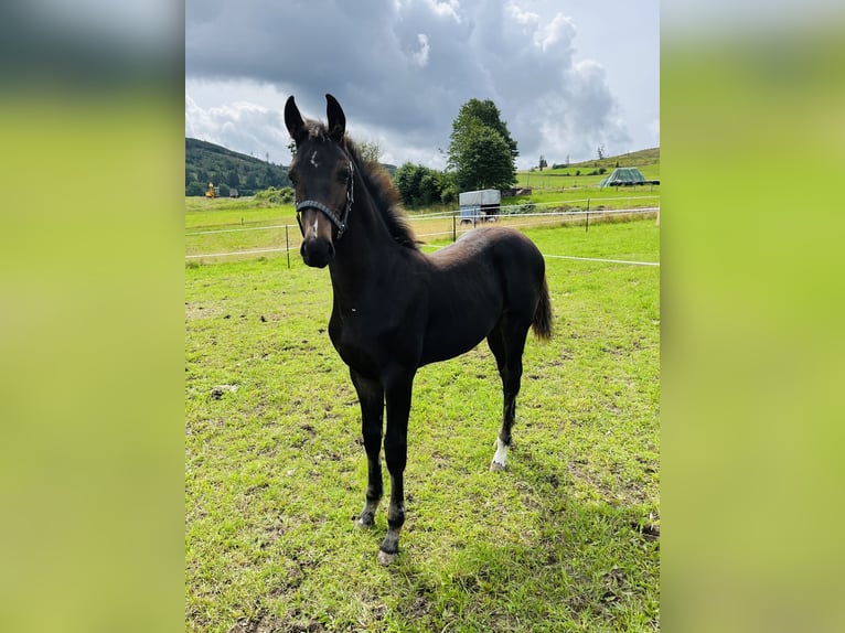 Westphalien Hongre 3 Ans 165 cm Bai brun in Bad Berleburg