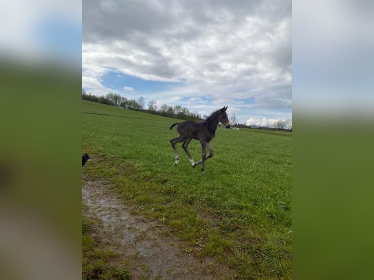 Westphalien Hongre 3 Ans 165 cm Bai brun in Bad Berleburg