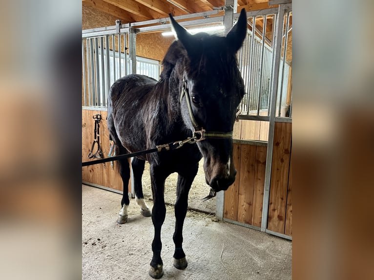 Westphalien Hongre 3 Ans 165 cm Bai brun in Bad Berleburg