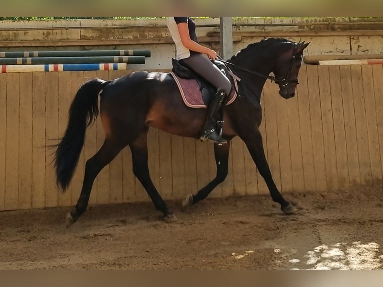 Westphalien Hongre 3 Ans 165 cm Bai brun foncé in Herborn