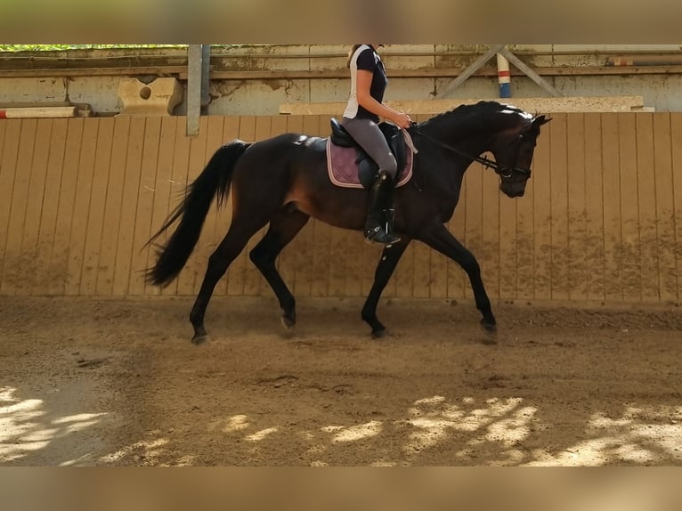 Westphalien Hongre 3 Ans 165 cm Bai brun foncé in Herborn