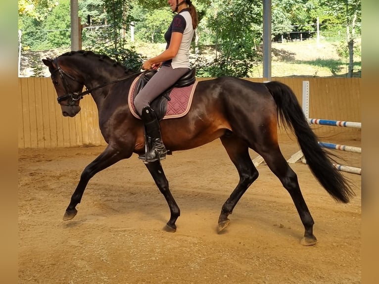 Westphalien Hongre 3 Ans 165 cm Bai brun foncé in Herborn