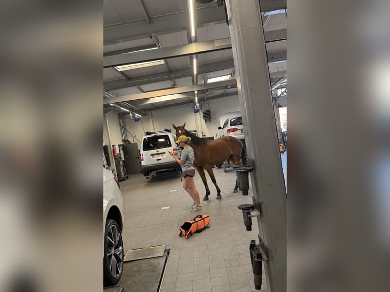 Westphalien Hongre 3 Ans 165 cm Bai in Issum