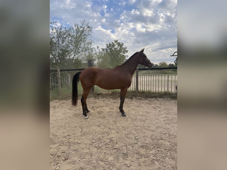 Westphalien Hongre 3 Ans 165 cm Bai in Issum