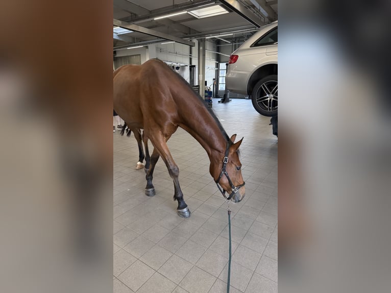 Westphalien Hongre 3 Ans 165 cm Bai in Issum