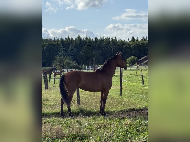 Westphalien Hongre 3 Ans 165 cm Bai in Issum